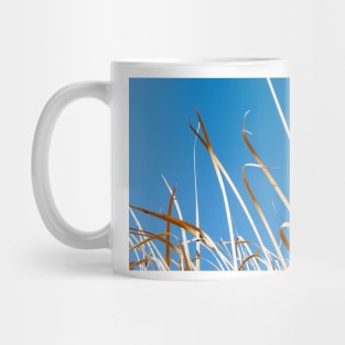 Dry orange coloured strp-like leaves of bulrushes against blue sky. Mug